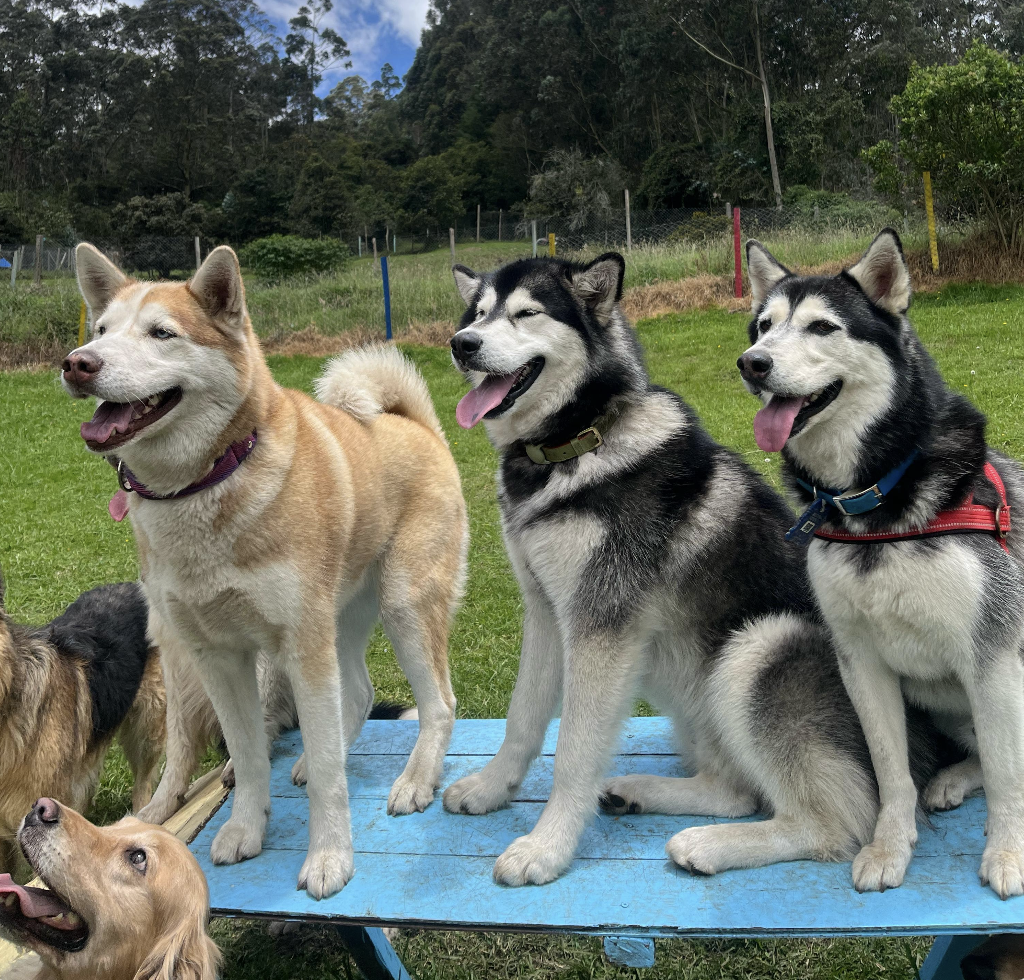 Áreas de entrenamiento